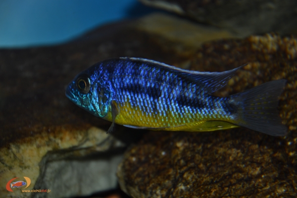 Protomelas sp. 