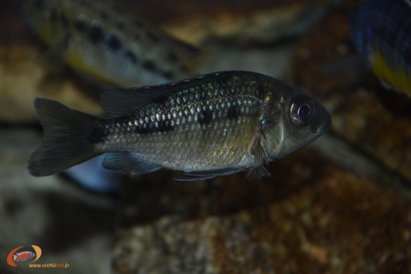 Protomelas sp. 