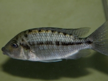 Protomelas ornatus Kirondo (Femelle)