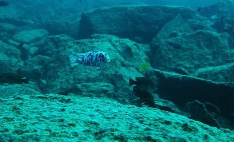 Maylandia zebra Same Bay (Mâle MC)