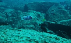 Maylandia zebra Same Bay (Mâle MC)