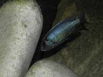 Copadichromis chrysonotus Liuli (Male)