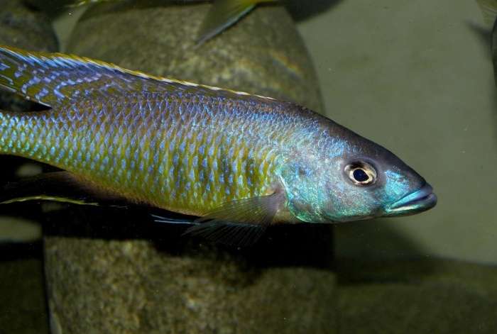 Mylochromis gracilis (Mâle)