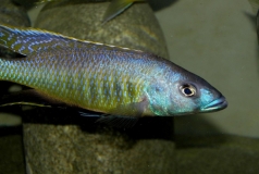 Mylochromis gracilis (Mâle)