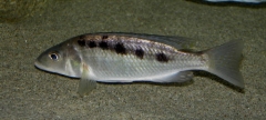 Mylochromis gracilis (Femelle)