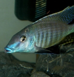 Taeniolethrinops furcicauda Ntekete (Mâle)