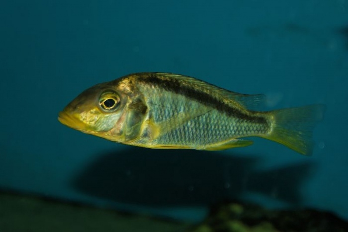 Taeniolethrinops furcicauda Ntekete (Femelle)
