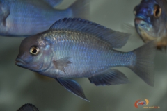 Cyrtocara moorii (Male)