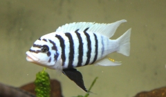 Maylandia fainzilberi Maison Reef (Mâle)