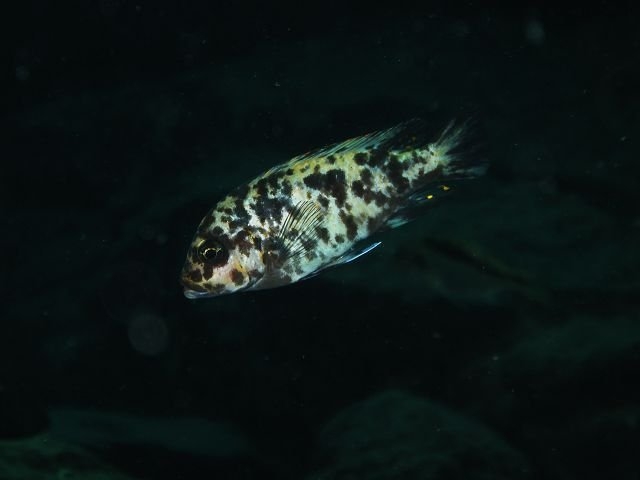 Maylandia zebra Same Bay (Femelle OB)