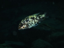 Maylandia zebra Same Bay (Femelle OB)