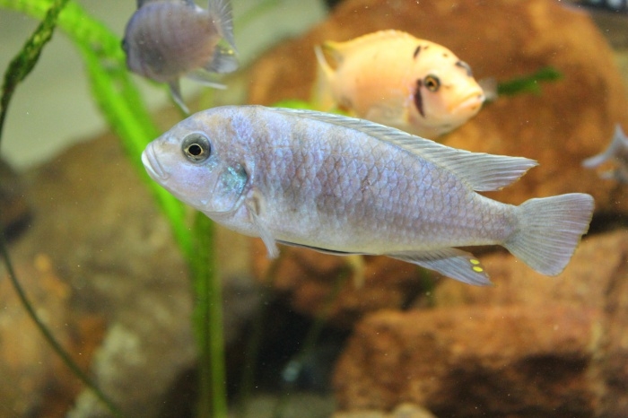 Maylandia fainzilberi Maison Reef (Femelle)