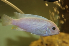 Maylandia callainos Lupingu (Male)