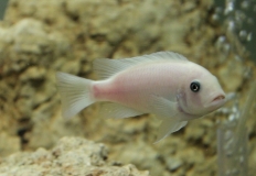 Maylandia callainos Lupingu (Femelle)