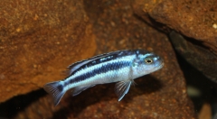 Melanochromis cyaneorhabdos Maingano Island(Femelle)