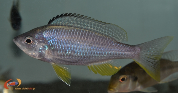 Mchenga flavimanus (Male)