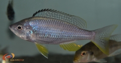Mchenga flavimanus (Male)