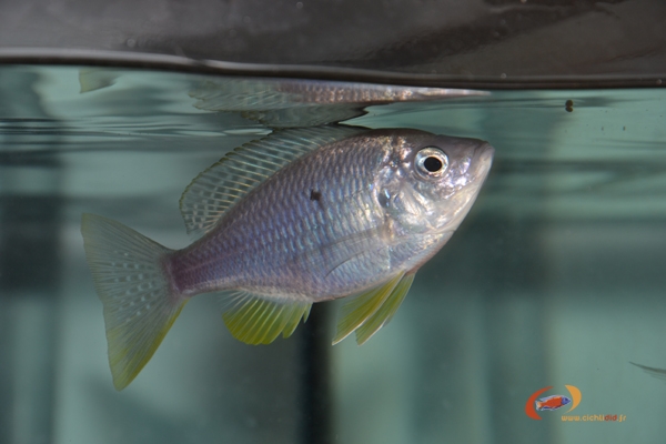 Mchenga flavimanus (Femelle)