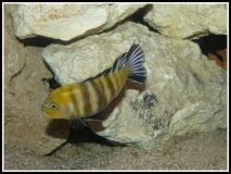 Cynotilapia sp. "lion" Sanga (Male)