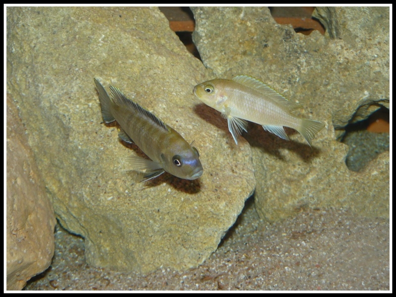 Cynotilapia sp. 