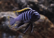 Cynotilapia zebroides Likoma 