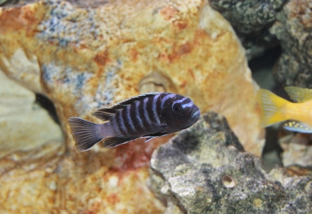 Cynotilapia zebroides Likoma 