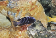 Cynotilapia zebroides Likoma 