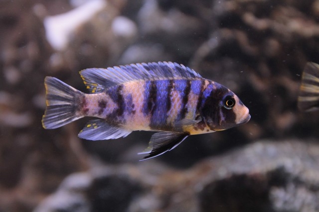 Maylandia zebra Chiofu (jeune Mâle MC)
