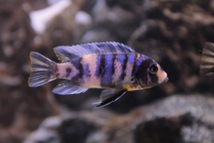 Maylandia zebra Chiofu (jeune Mâle MC)
