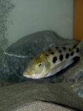Fossorochromis rostratus (Femelle)