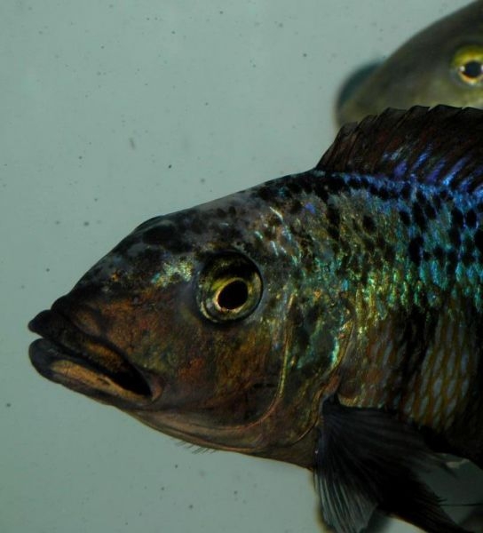 Fossorochromis rostratus (Male)