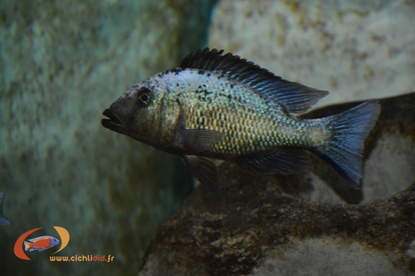 Fossorochromis rostratus (Male)
