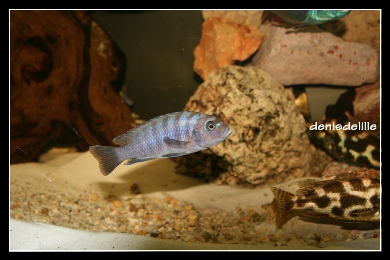 Maylandia fainzilberi Chewere (Femelle)