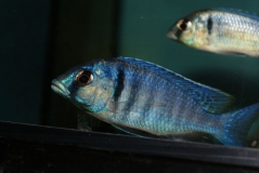 Placidochromis electra