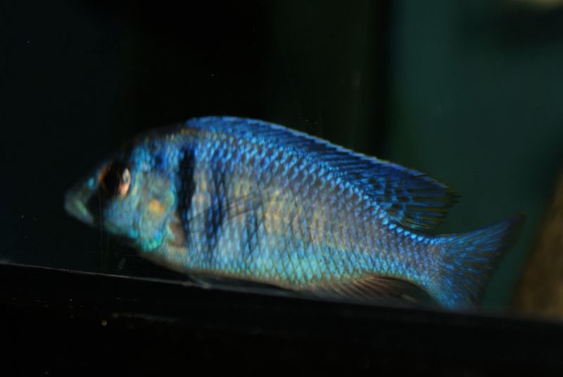 Placidochromis electra