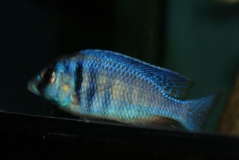 Placidochromis electra