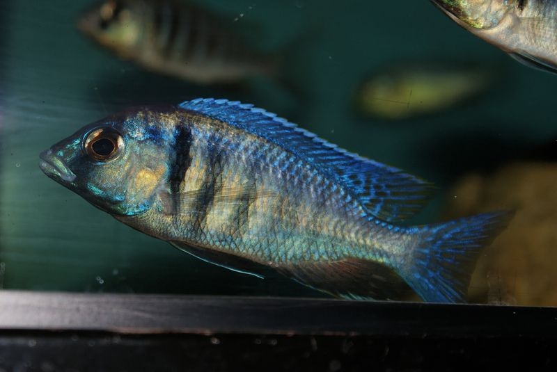Placidochromis electra