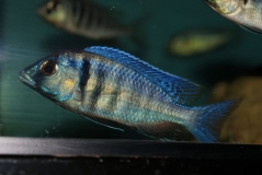 Placidochromis electra