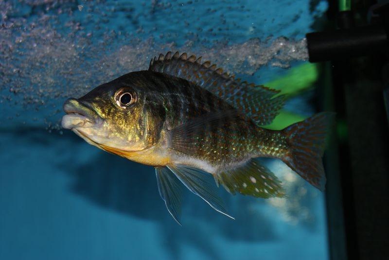 Protomelas ornatus Masinje