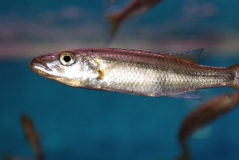 Rhamphochromis sp. "chia lagoon"(jeune)