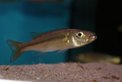 Rhamphochromis sp. "chia lagoon"(jeune)