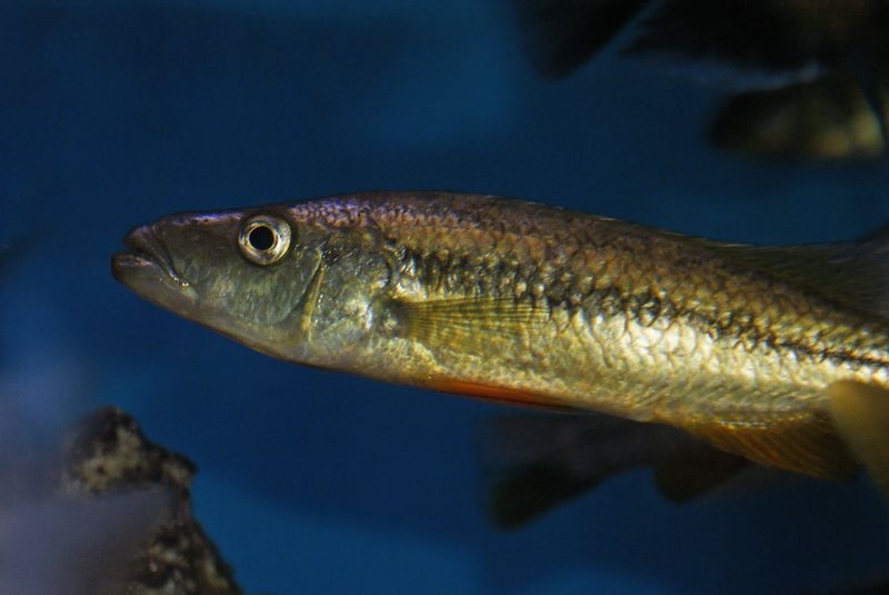 Rhamphochromis sp. 