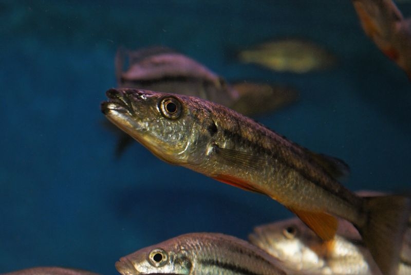 Rhamphochromis sp. 