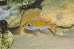Labeotropheus trewavasae Chitande Island(Mâle MC)