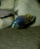 Placidochromis sp.