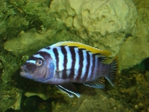 Cynotilapia zebroides Lundo (Male)