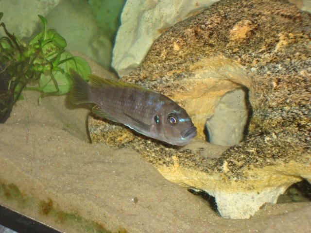 Cynotilapia zebroides Lundo (Femelle)