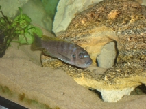 Cynotilapia zebroides Lundo (Femelle)