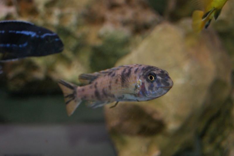 Labeotropheus trewavasae Minos reef(Femelle)
