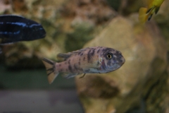 Labeotropheus trewavasae Minos reef(Femelle)